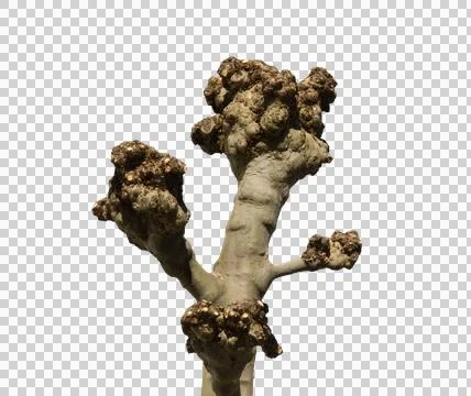 A tree trunk with pruned branches Stock Photos