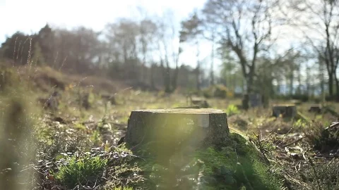 Tree trunk pull focus 動画素材 75070642