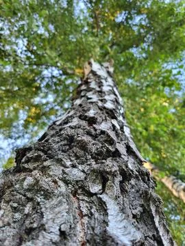 Tree trunk reaching for the sky among green leaves Stock Photos