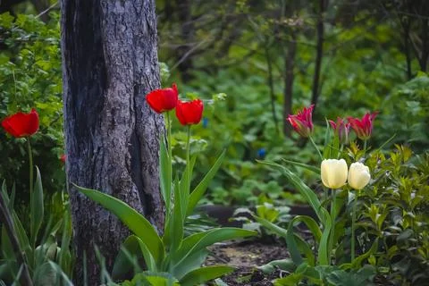 Tree trunk, red and white tulips plants of the Lily Stock Photos