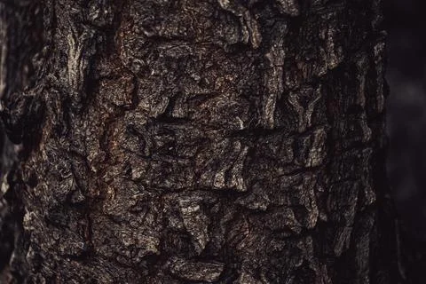 Tree trunk of red sandal tree Stock Photos