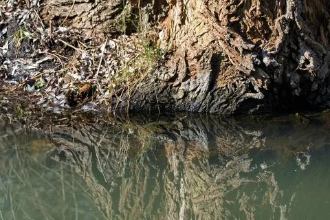 A tree trunk with a reflection of the water in the background Stock Photos