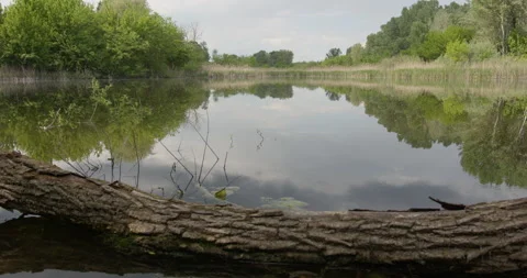 Tree Trunk Resting on the Water's Edge Stock Footage 255820397