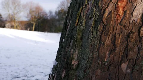 Tree trunk reveals empty park covered in snow in winter Stock Footage 166833767