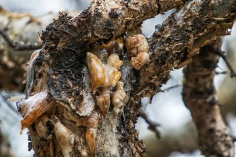 Tree trunk with rezina. Stock Photos