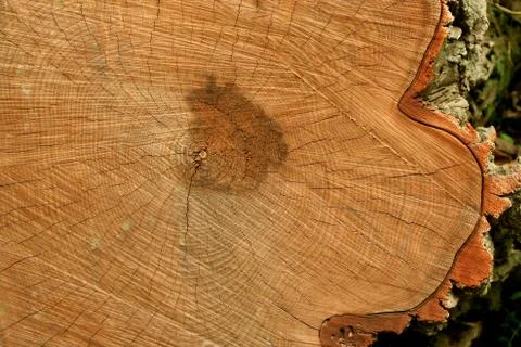 Tree trunk rings Stock Photos