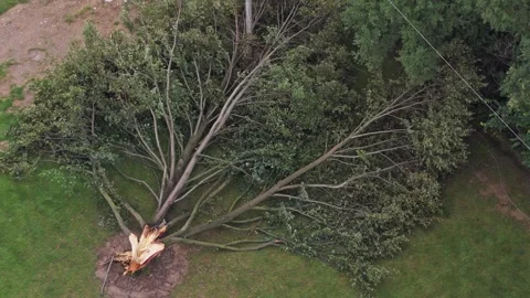 Tree trunk ripped apart by lightning strike and falling down after wind storm 스톡 동영상 342277457