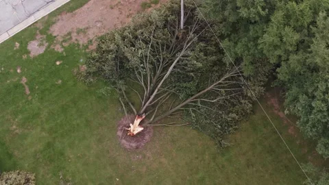 Tree trunk ripped apart by lightning strike and falling down after wind storm 스톡 동영상 342277511