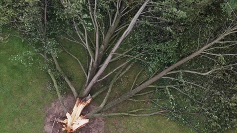 Tree trunk ripped apart by lightning strike and falling down after wind storm 스톡 동영상 342277521