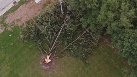 Tree trunk ripped apart by lightning strike and falling down after wind storm 스톡 동영상 342277522