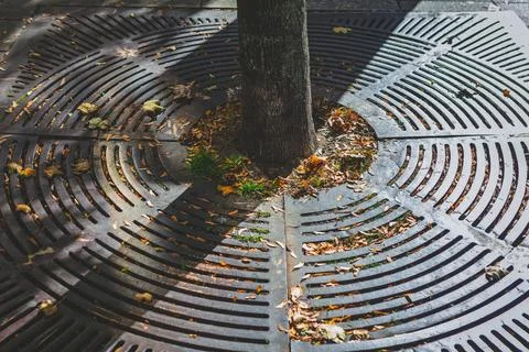 Tree trunk rises through a circular iron grate with autumn leaves Stock Photos