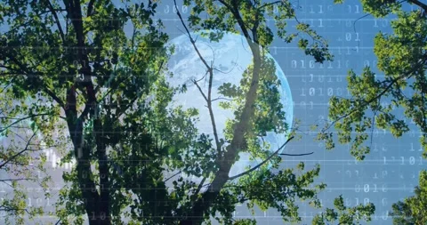 Tree trunk rising in forest, showing globe overlay with binary code highlighting Stock Footage 327199031