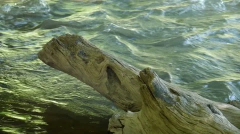 Tree trunk on river bank Stock Footage 50322492