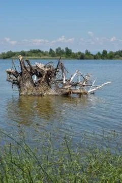 Tree trunk in the river Foto stock