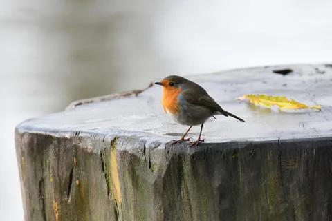 Tree Trunk Robin 写真素材