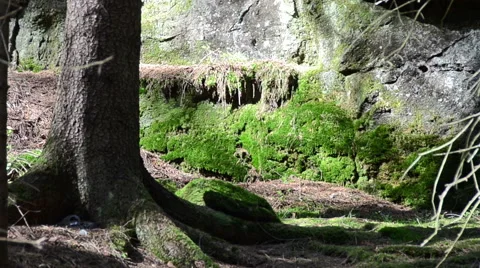 Tree trunk rock wall in Saxon Switzerland Stock Footage 39995991