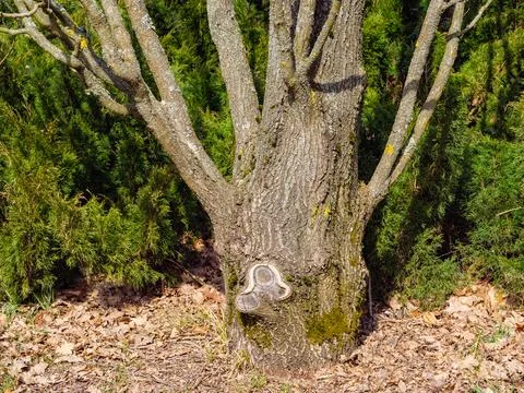 A tree trunk at the root among thuja bushes and fallen leaves Stock Photos