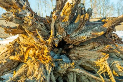 Tree trunk with a root ashore by the river Stock Photos