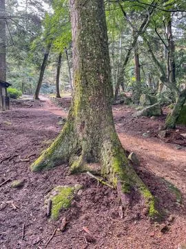 Tree trunk with roots in forest path Japan Stock Photos