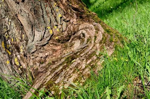 Tree trunk at roots with a moss, a grass and texture of bark closeup Stock Photos