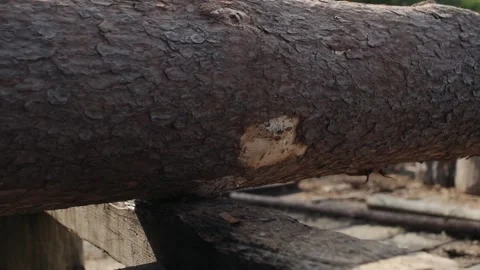 Tree trunk rotates on rails, woodworking, sawmill Stock Footage 157291176