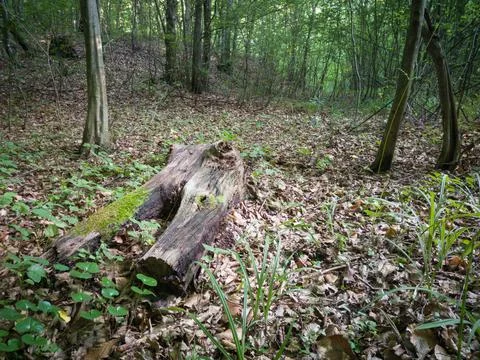Tree trunk rotting on the forest floor covered with moss, dead tree log Stock-Fotos