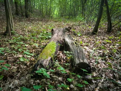 Tree trunk rotting on the forest floor covered with moss, dead tree log Stock Photos