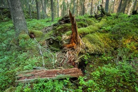Tree trunk rotting in the forest Stock Photos