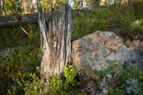 Tree trunk rotting in the forest Stock Photos