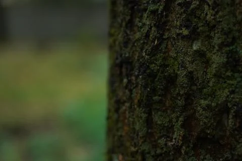 Tree trunk with rough bark of the Amur Velvet cork tree against the backgro.. Fotos de archivo