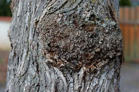 Tree trunk with rough bark and large burl Stock Photos