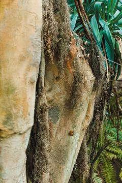 Tree trunk with rough bark is visible, covered in roots and plants. Bright gr 스톡 사진
