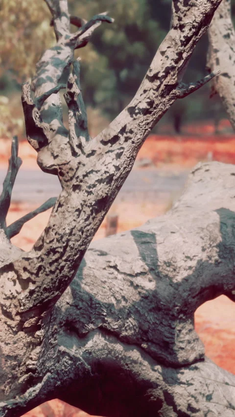 Tree trunk with rough texture and partly visible branches in natural setting Stock Footage 337993863