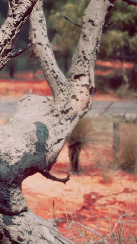 Tree trunk with rough texture near the path and grasses in the background Stock Footage 337967635