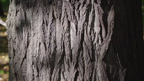 A tree trunk with rough, textured bark, dappled sunlight, and blurred green Stock Footage 317932009