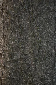 A tree trunk with a rough, weathered texture. Foto stock