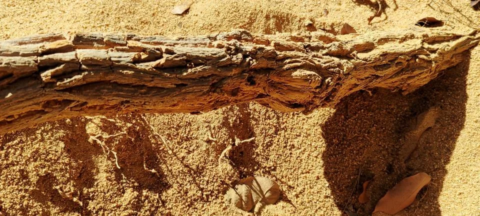 Tree trunk on sand Stock Photos