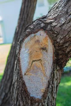 Tree trunk with sap and protective paint after pruning Stock Photos