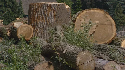 Tree trunk sawed into logs for making wooden shoes Stock Footage 33893380