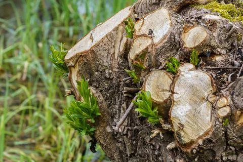 A tree trunk with sawn off branches and new green shoots. Spring landscape. Stock Photos