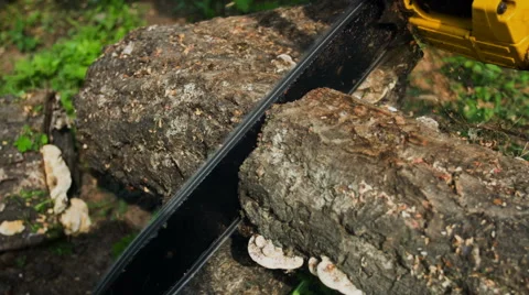 Tree Trunk Sawn Chainsaw. Видео 49700773