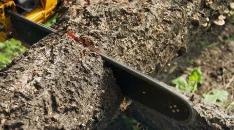 Tree Trunk Sawn Chainsaw. 스톡 동영상 49700785