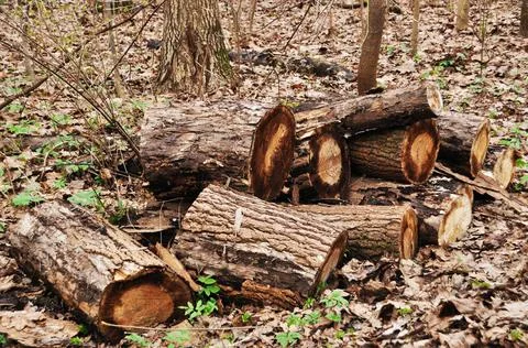 A tree trunk sawn into pieces. Fallen tree on autumn foliage. Stock Photos