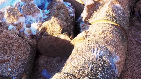 A tree trunk sawn into round stumps in winter. Stock Footage 295504862