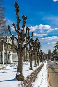 Tree trunk with sawn-off trees against the blue sky Stock Photos