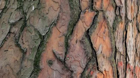 Tree trunk scales background or texture Stock Photos