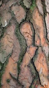 Tree trunk scales background or texture Stock Photos