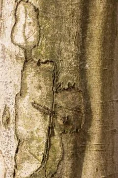 Tree trunk with scars in the middle of the forest Stock Photos