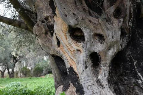 Tree trunk screaming monster Stock-Fotos