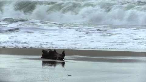 Tree trunk on the sea Vídeo Stock 83432543